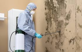 Best Environmental Consulting for Mold Prevention  in Palmview South, TX